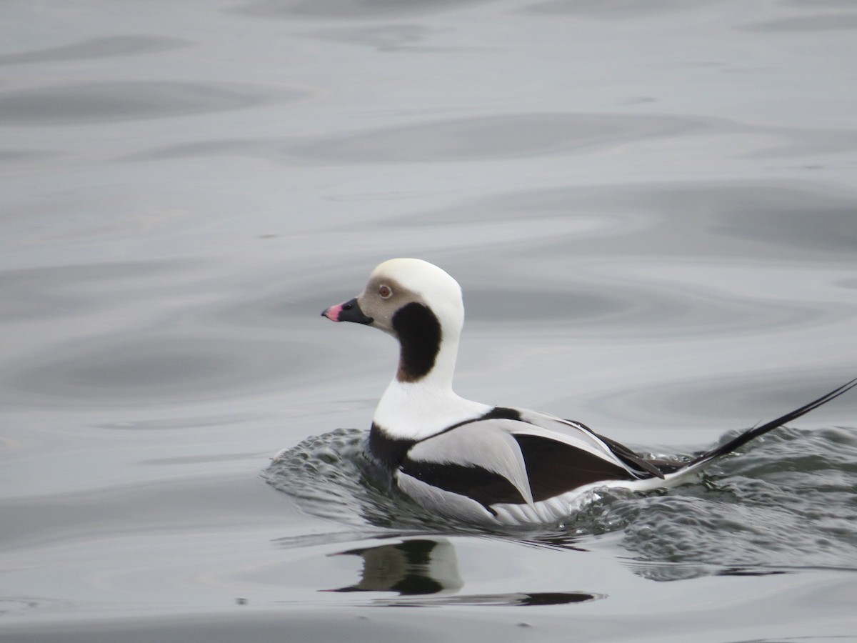 Long-tailed Duck - ML613089502