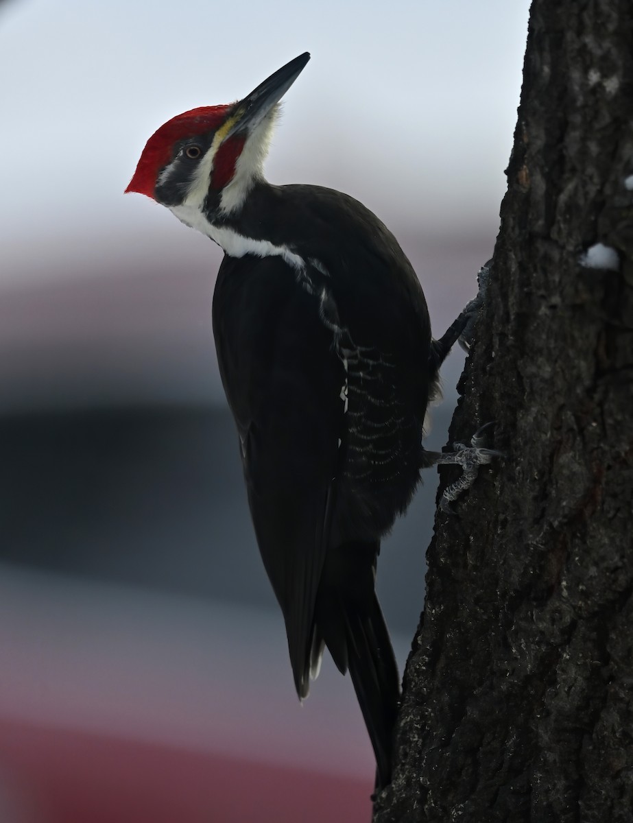 Pileated Woodpecker - Raymond Ladurantaye