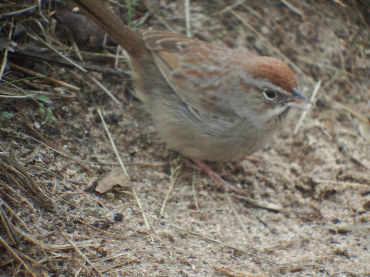 Rufous-crowned Sparrow - ML613089866