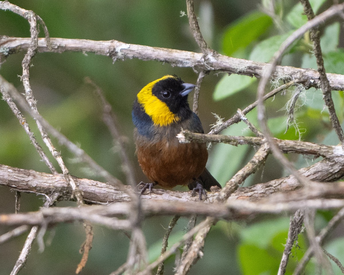 Golden-collared Tanager - ML613089905