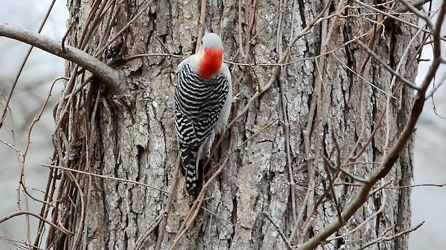 Red-bellied Woodpecker - ML613089933