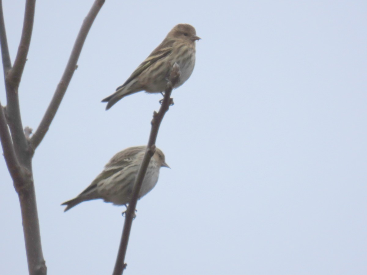 New Jersey eBird Checklist - 4 Jan 2024 - Mason Rd - 10 species
