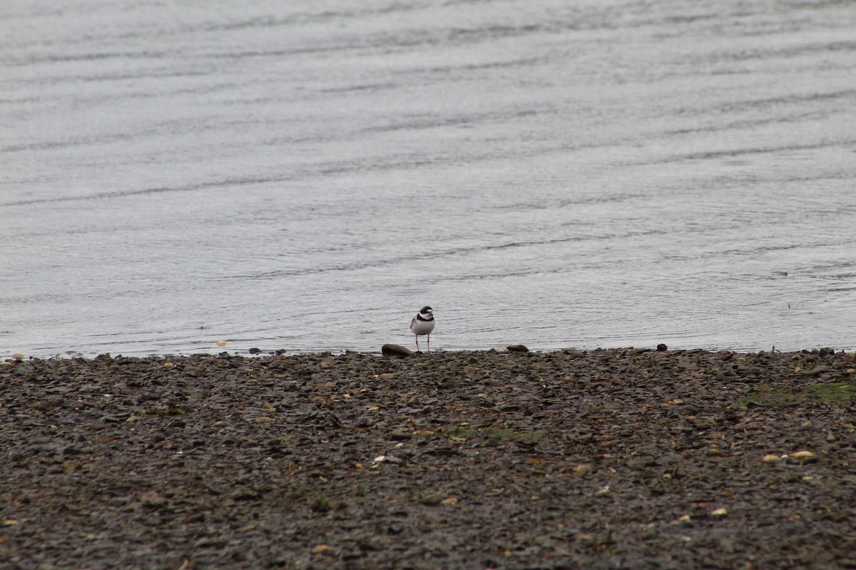 Semipalmated Plover - ML613090131