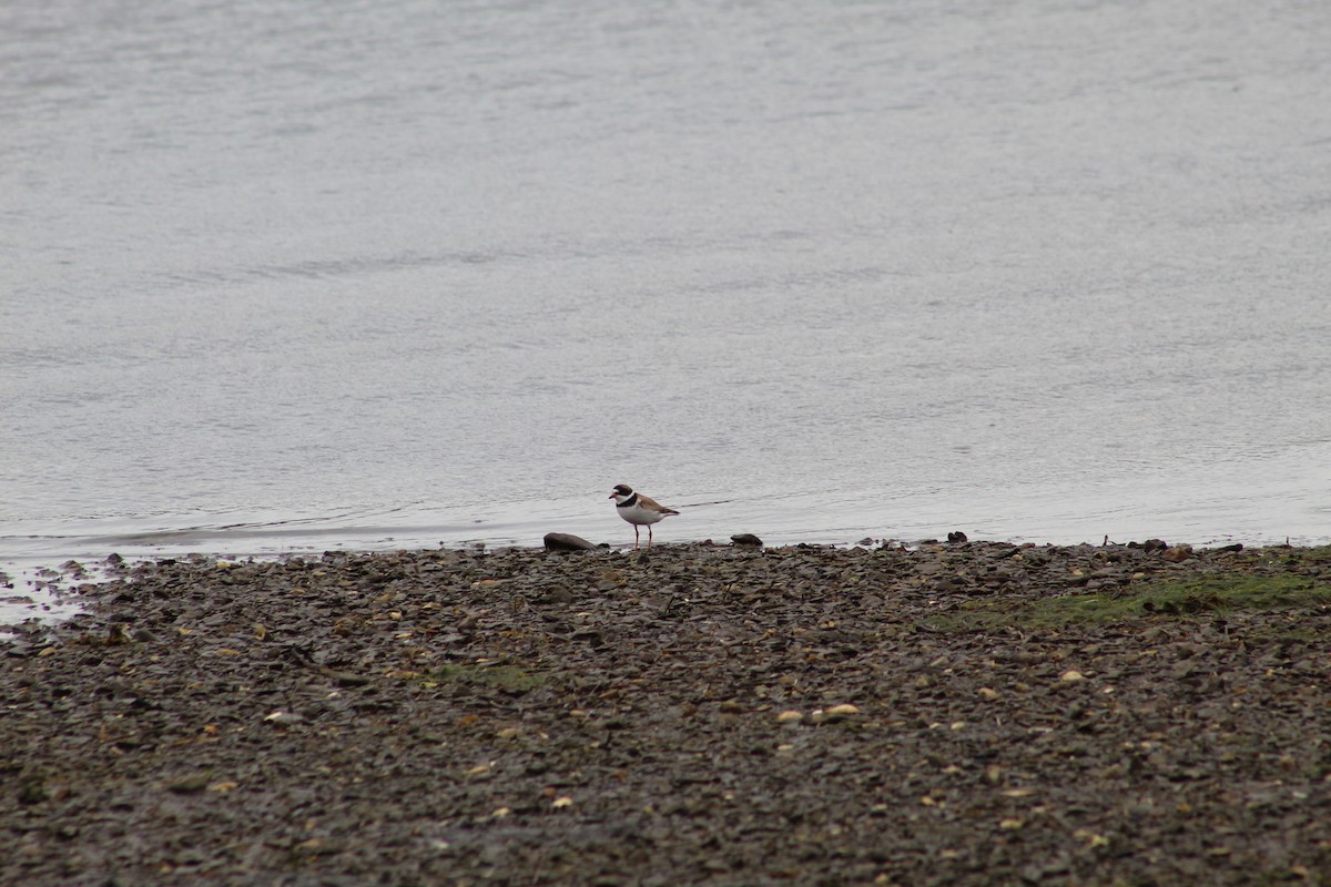 Semipalmated Plover - ML613090134