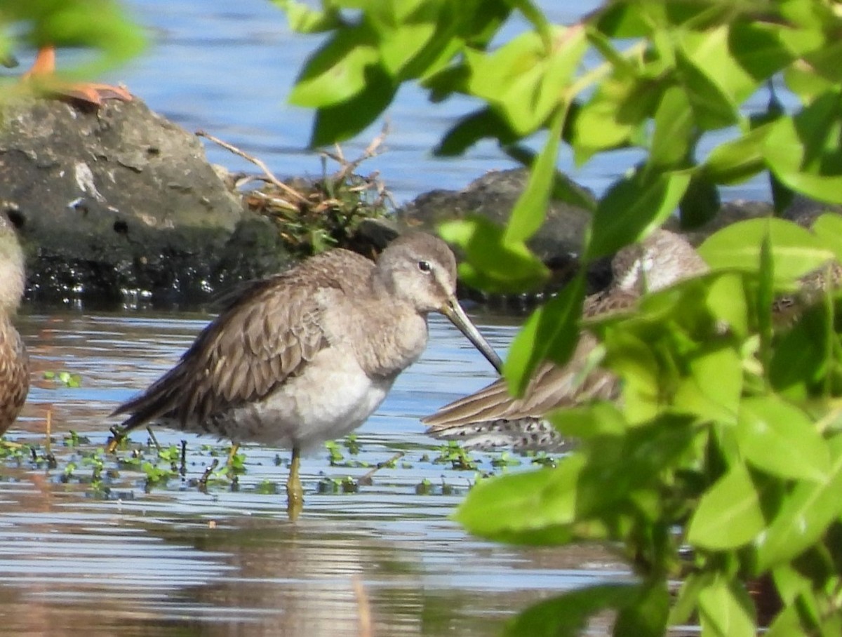 Long-billed Dowitcher - ML613090164