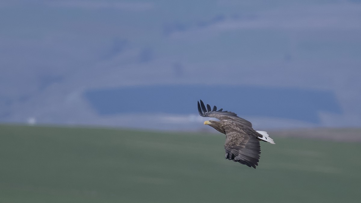 White-tailed Eagle - ML613090438