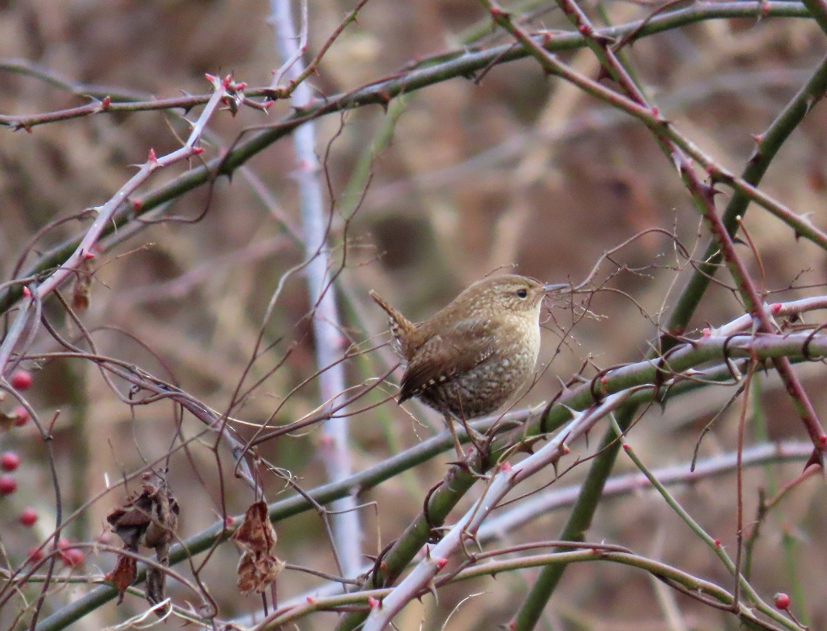 New Jersey eBird Checklist - 4 Jan 2024 - Vosburg Neck SP (formerly ...