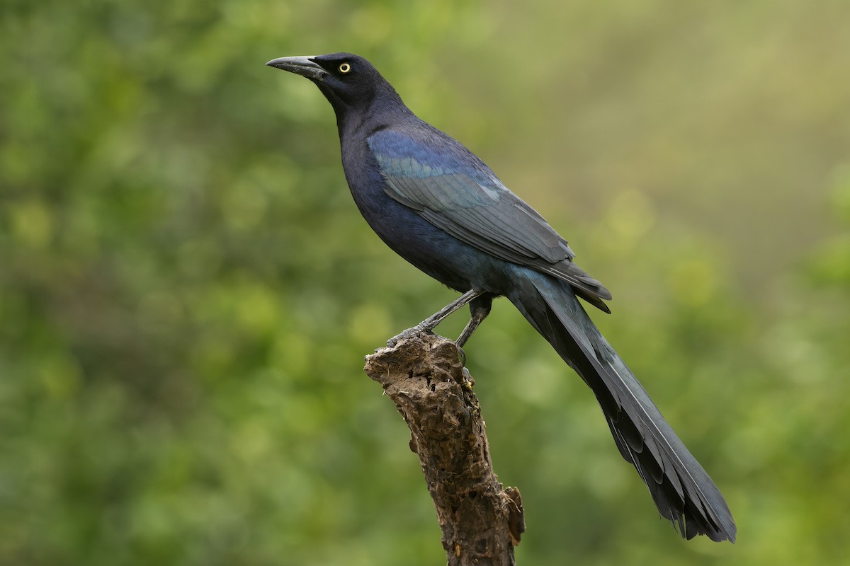 Great-tailed Grackle - ML613090484