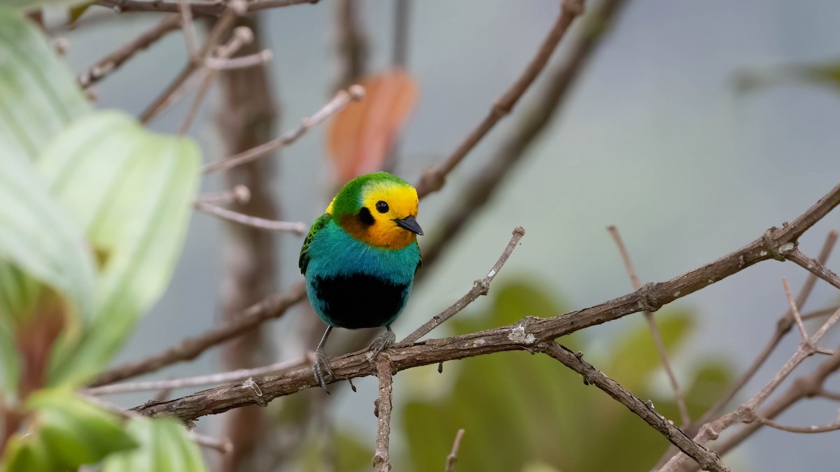 Multicolored Tanager - ML613090624