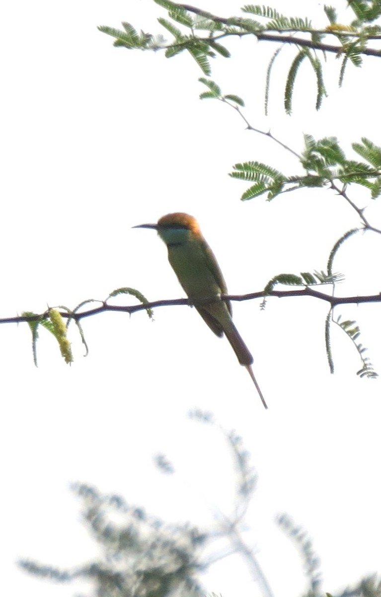 Asian Green Bee-eater - ML613090650