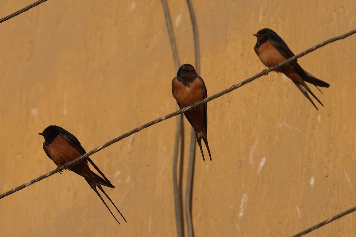 Barn Swallow (Egyptian) - ML613090674