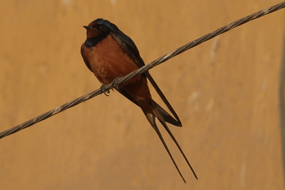 Barn Swallow (Egyptian) - Fabio Olmos