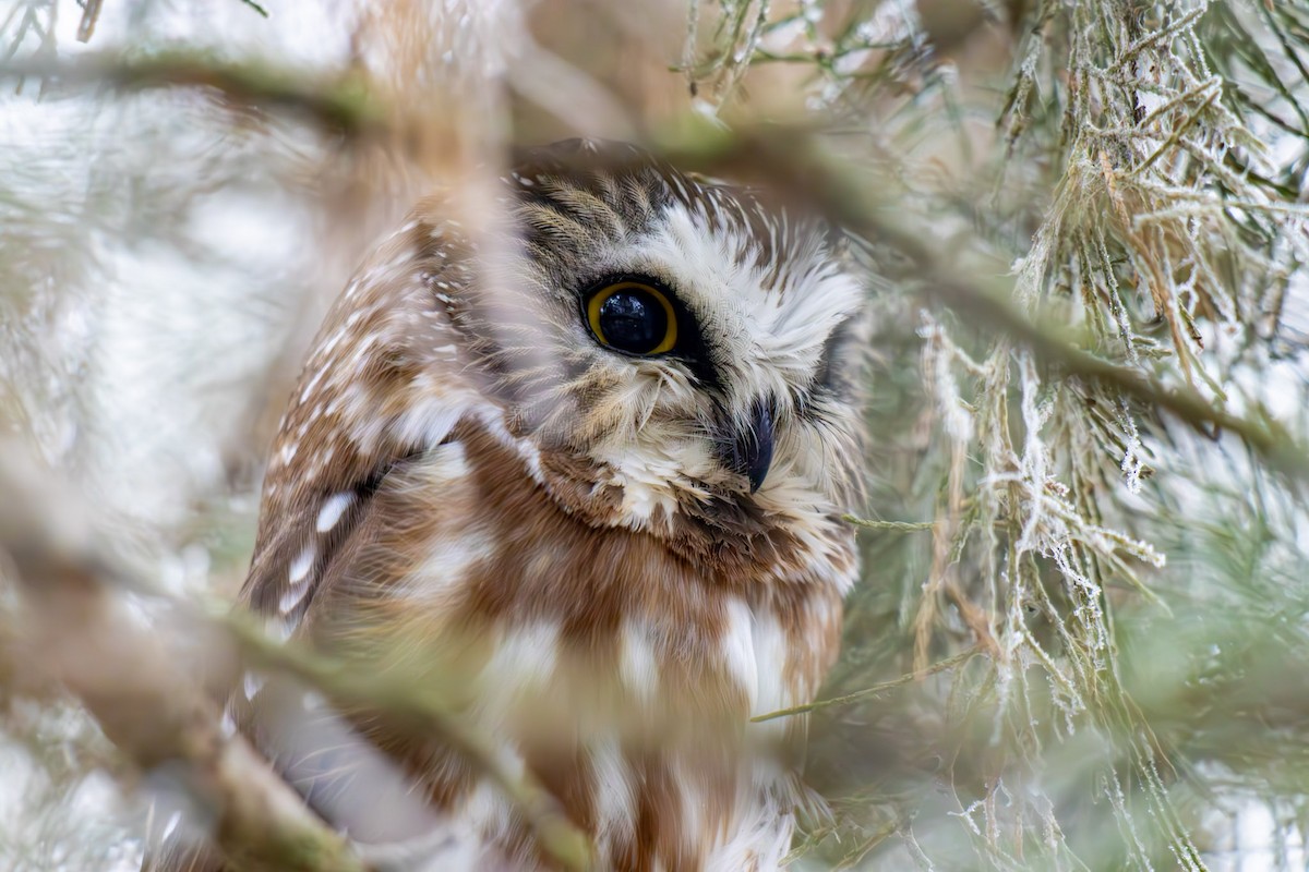 Northern Saw-whet Owl - Ryan Webster