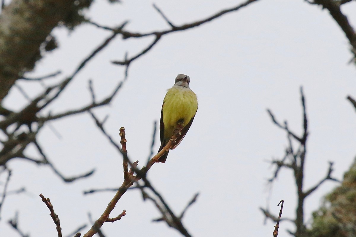 eBird Checklist 4 Jan 2024 Cape Cod National SeashoreSalt Pond