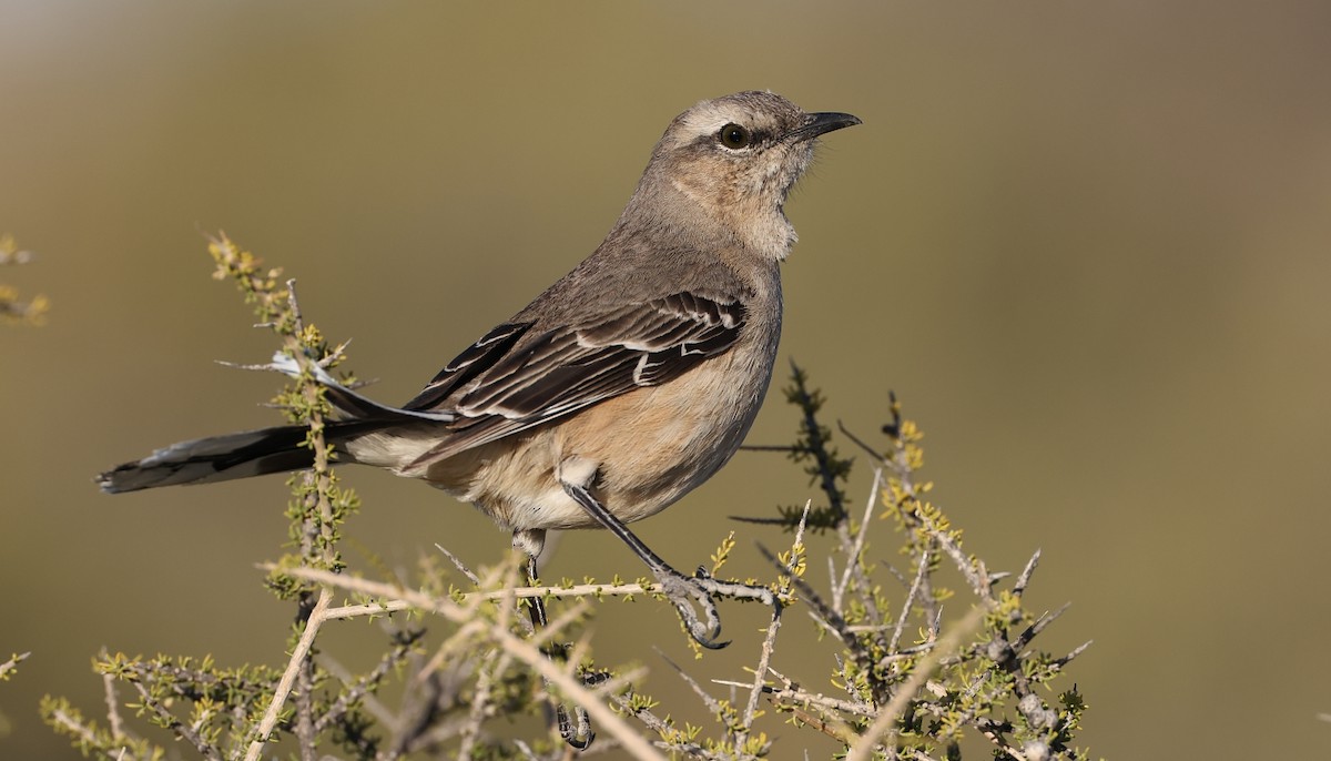 Patagonian Mockingbird - ML613091328