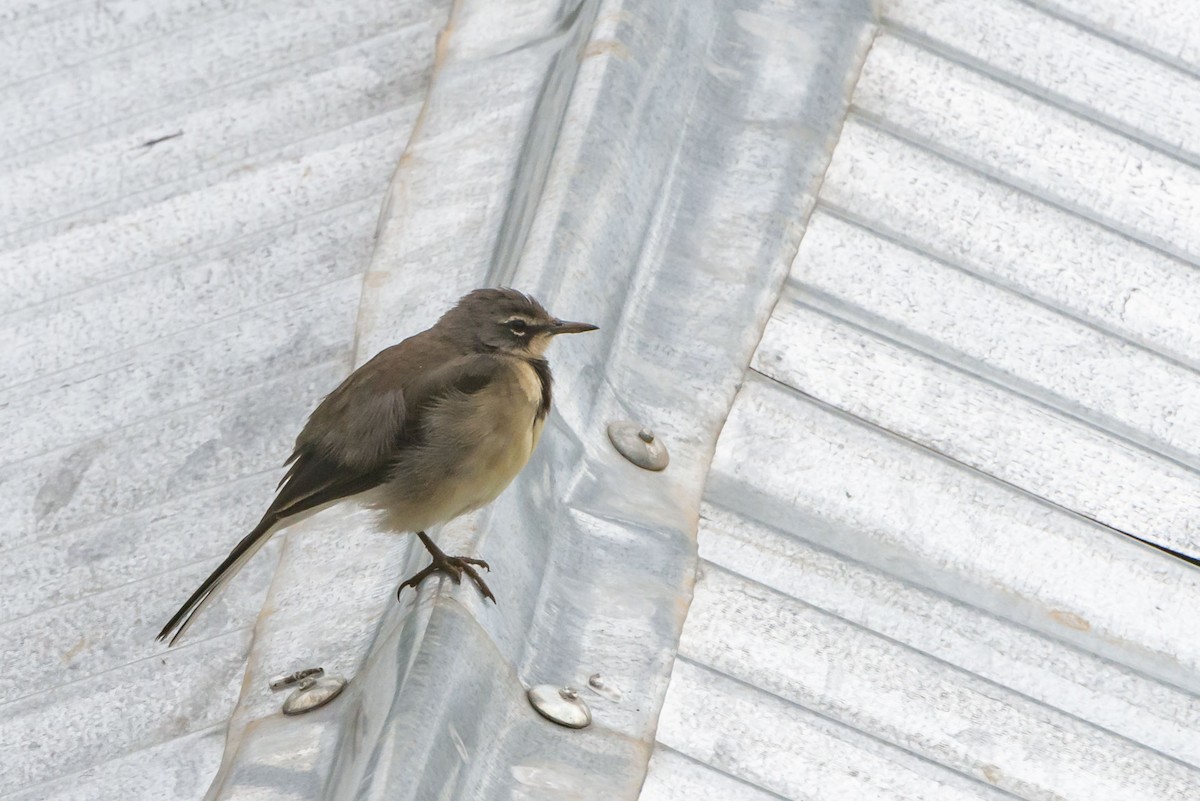 Cape Wagtail - ML613091371