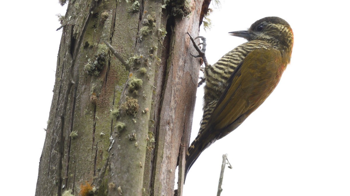 Bar-bellied Woodpecker - Mark Scheel
