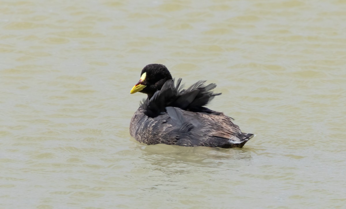 Red-gartered Coot - ML613091872