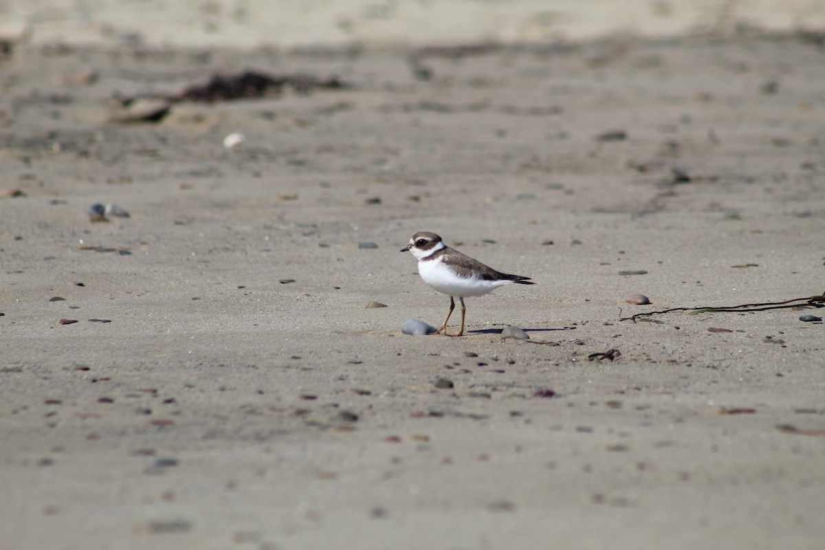 Semipalmated Plover - ML613092196