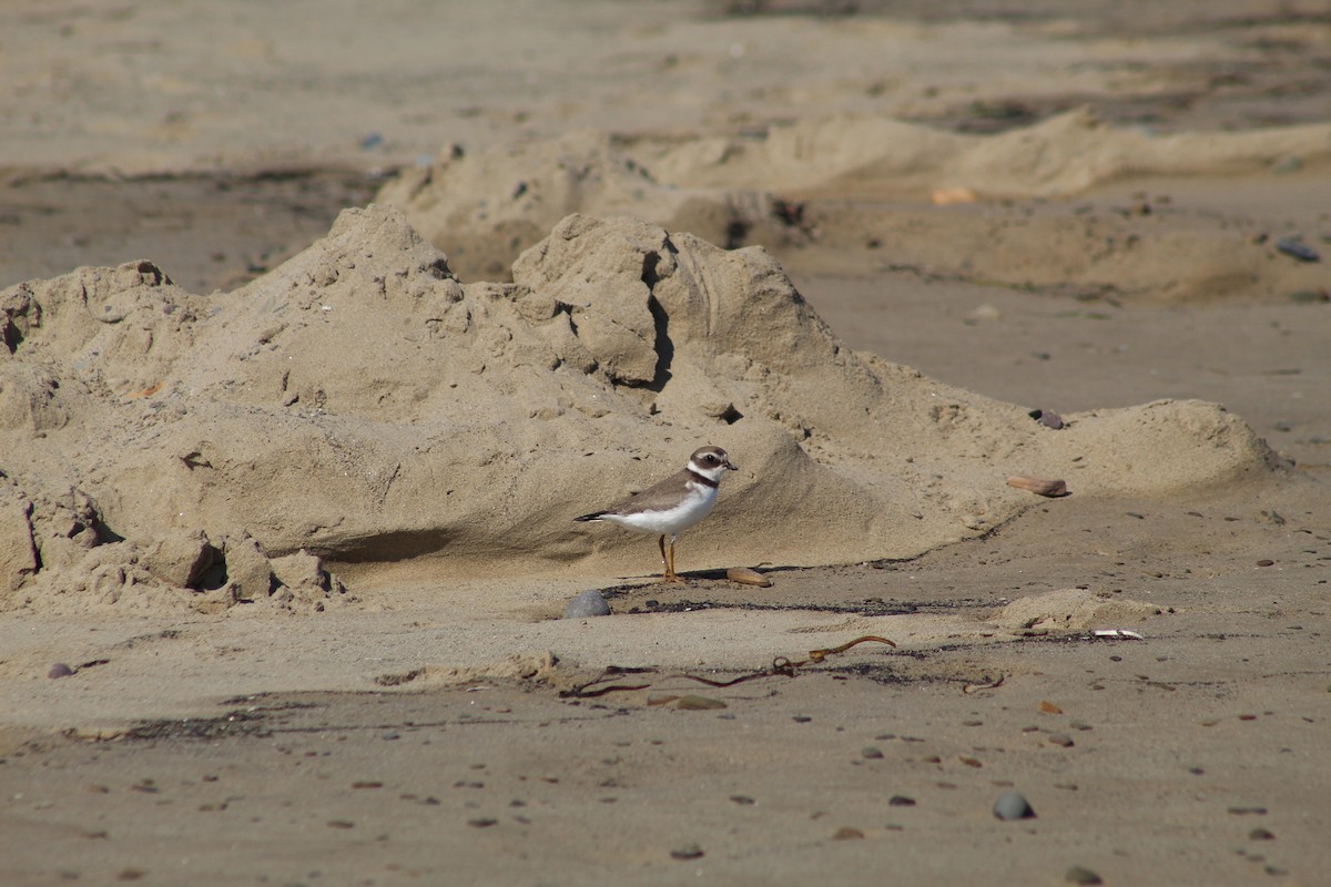 Semipalmated Plover - ML613092197