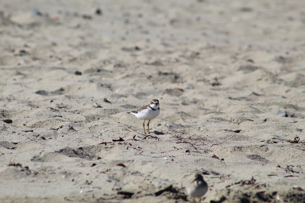 Semipalmated Plover - ML613092199