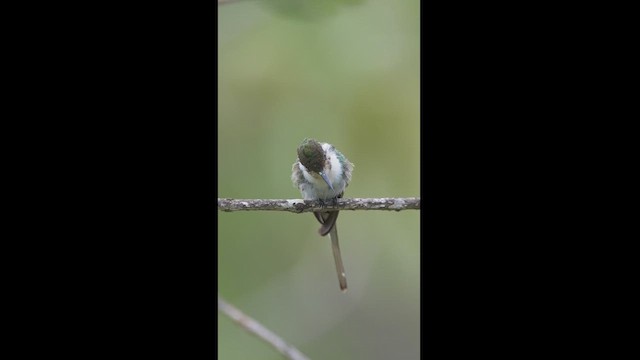 kolibřík růžkatý - ML613092320
