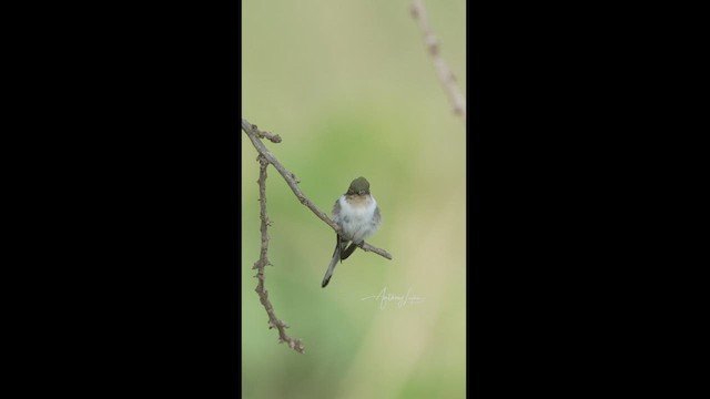 kolibřík růžkatý - ML613092325
