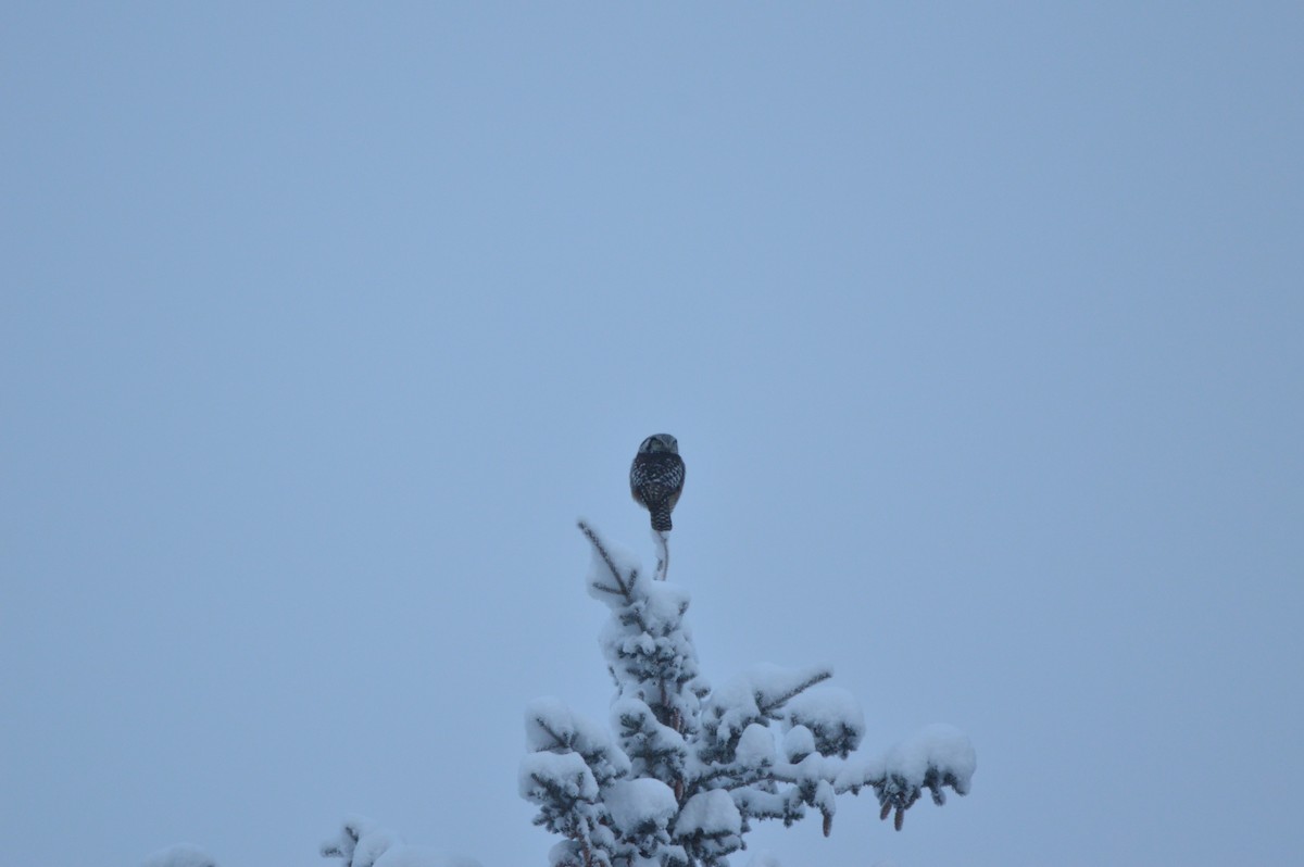 Northern Hawk Owl - ML613092701