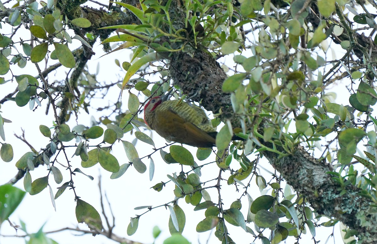 Golden-olive Woodpecker - ML613092738
