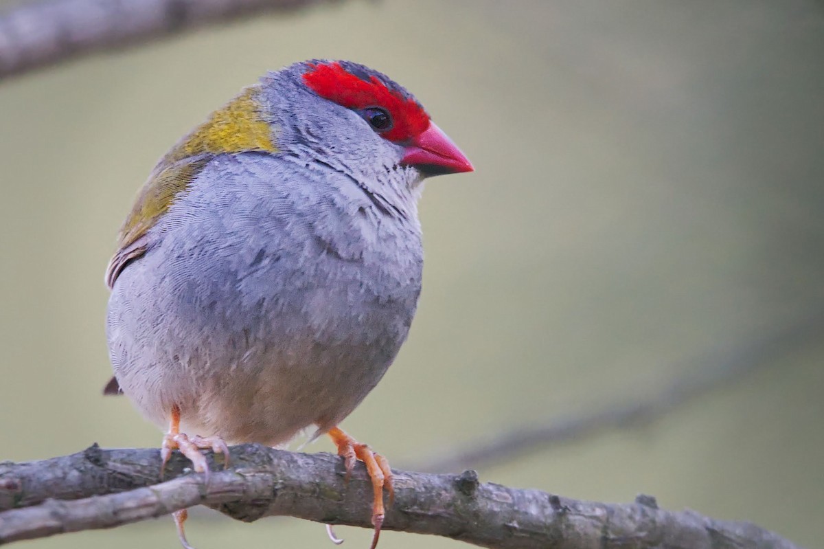 Red-browed Firetail - ML613093011