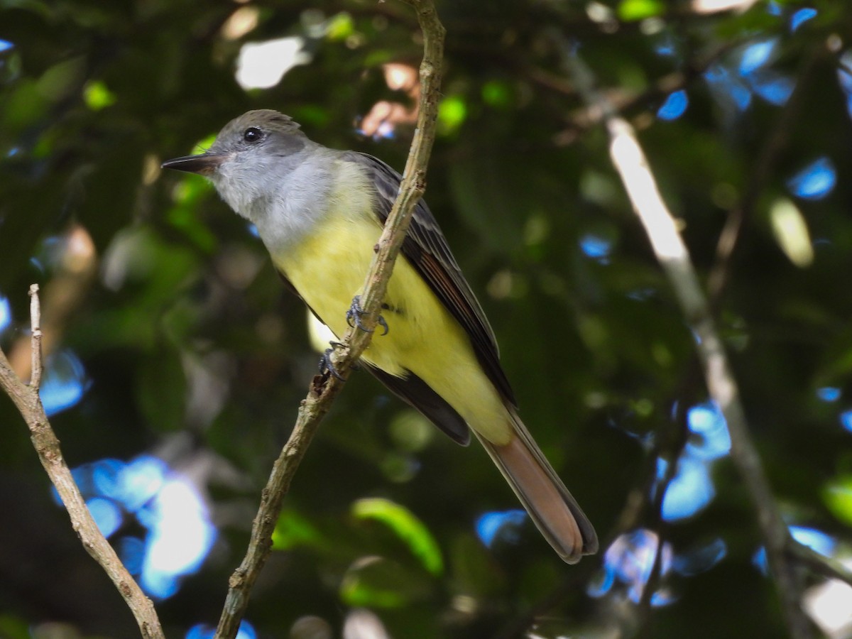 Great Crested Flycatcher - Miryon Montes Vargas