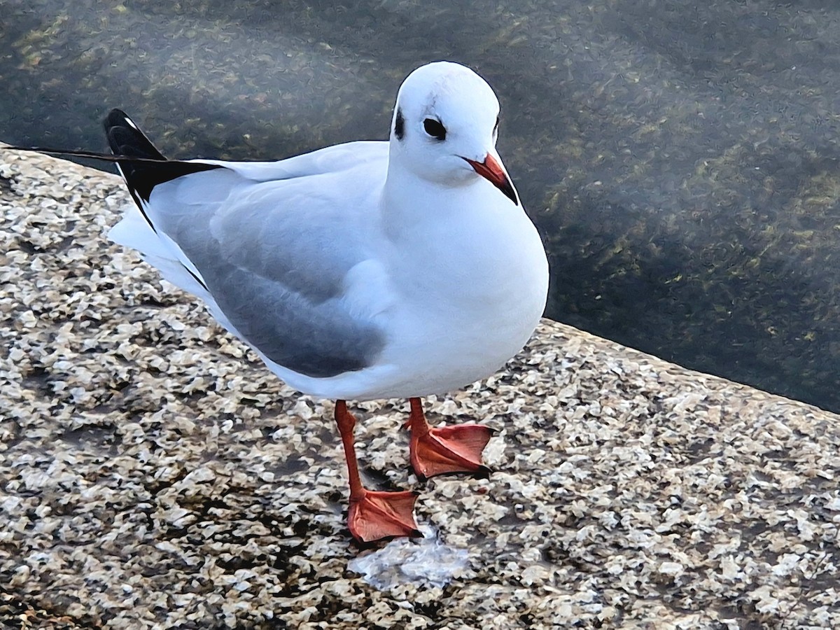 Mouette rieuse - ML613093514