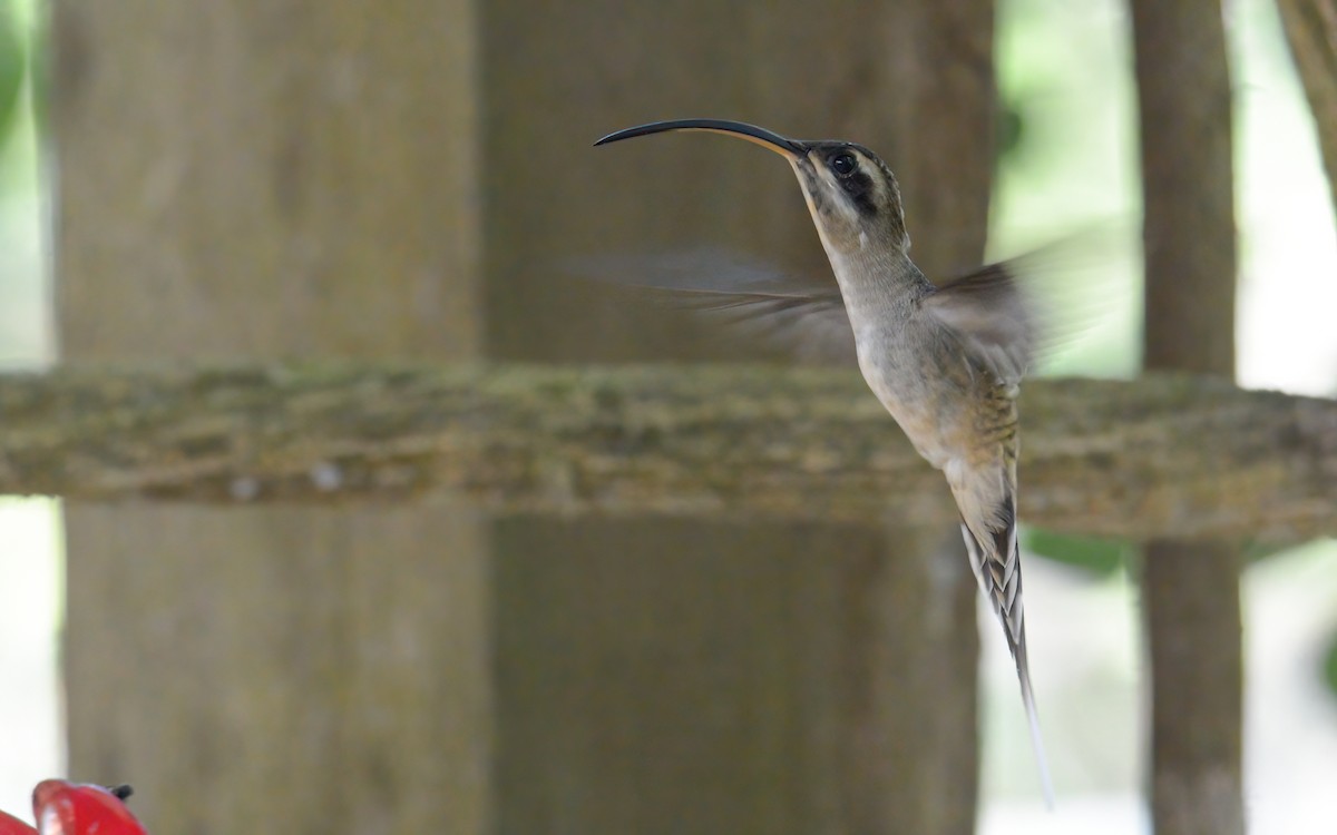 Long-billed Hermit (Central American) - ML613093518