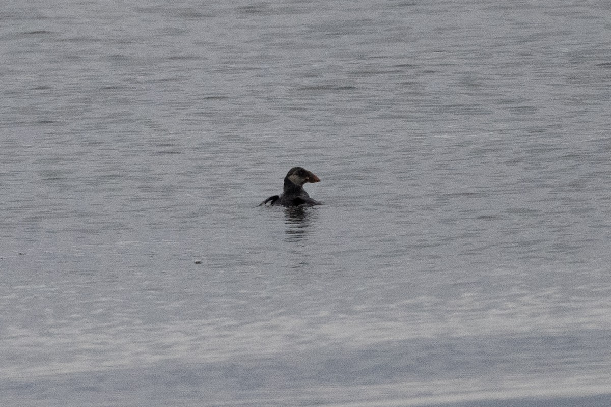 EBird Checklist 3 Jan 2024 Inland Of Isles Of Shoals On Fishing   1200