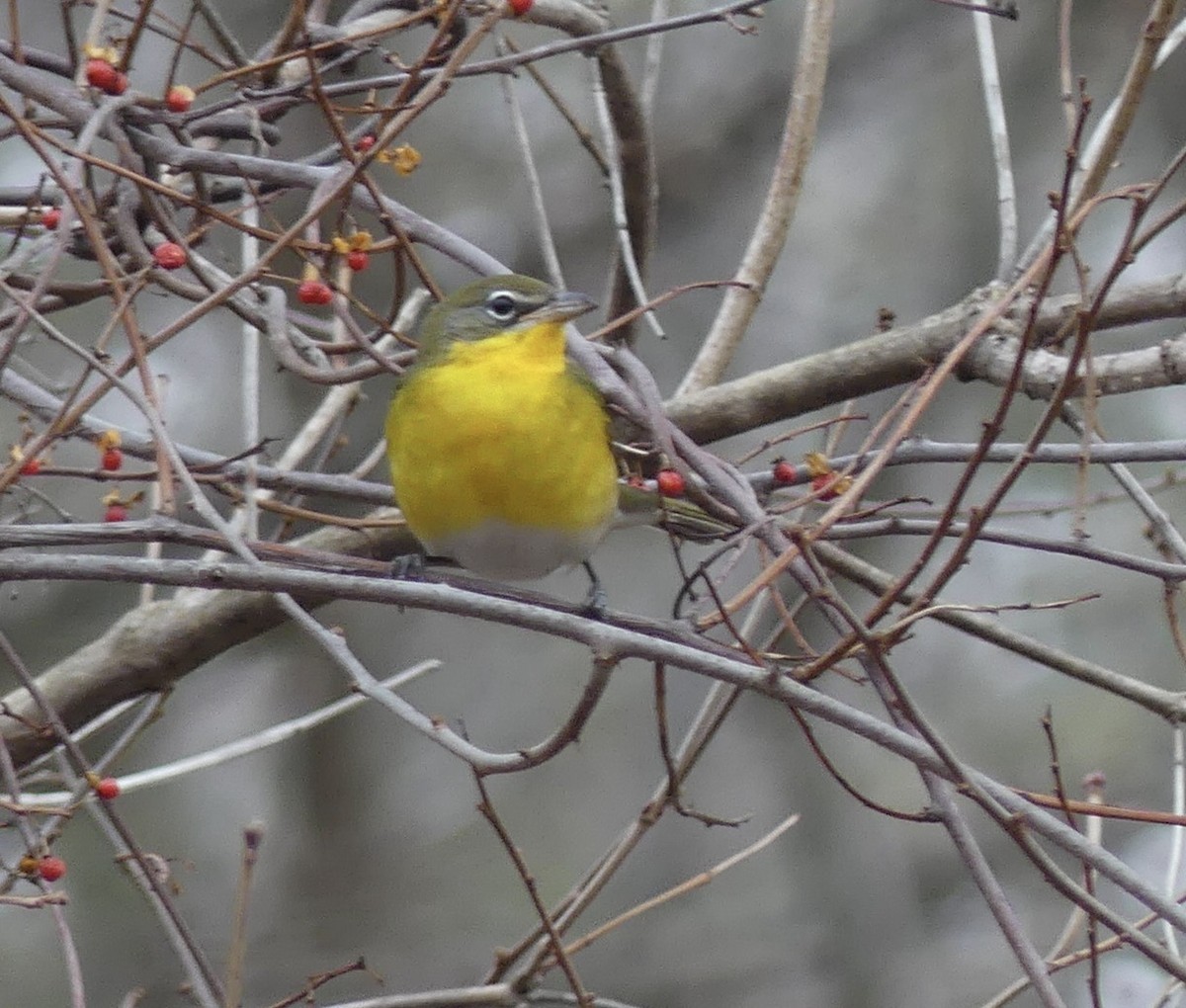 Yellow-breasted Chat - Tod abrahams