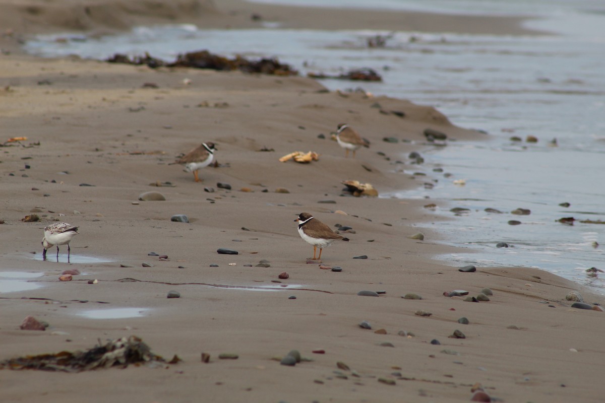 Semipalmated Plover - ML613093934