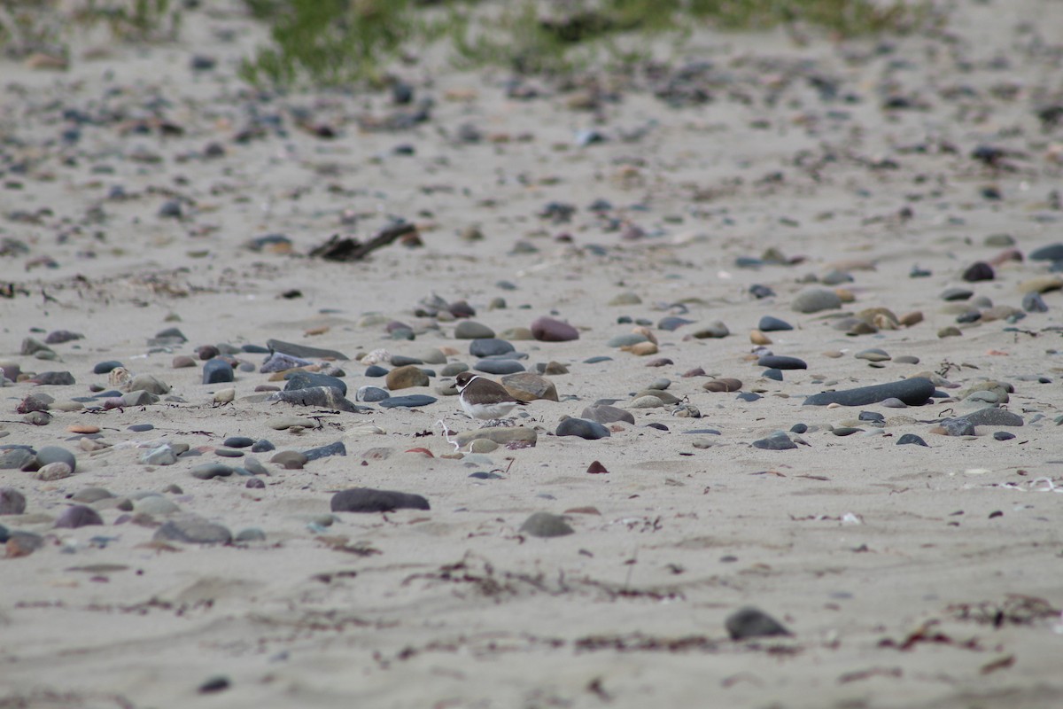 Semipalmated Plover - ML613093935