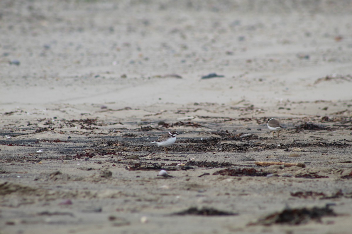 Semipalmated Plover - ML613093936