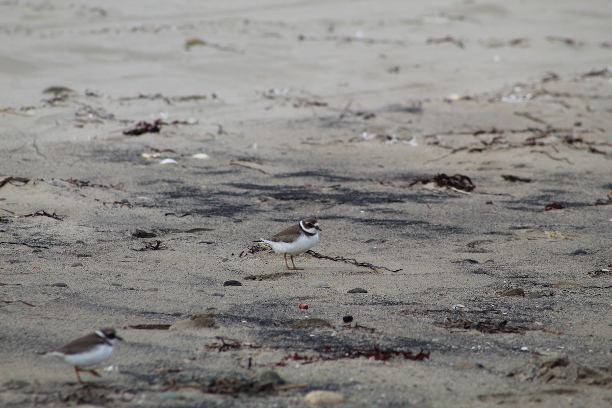 Semipalmated Plover - ML613093937