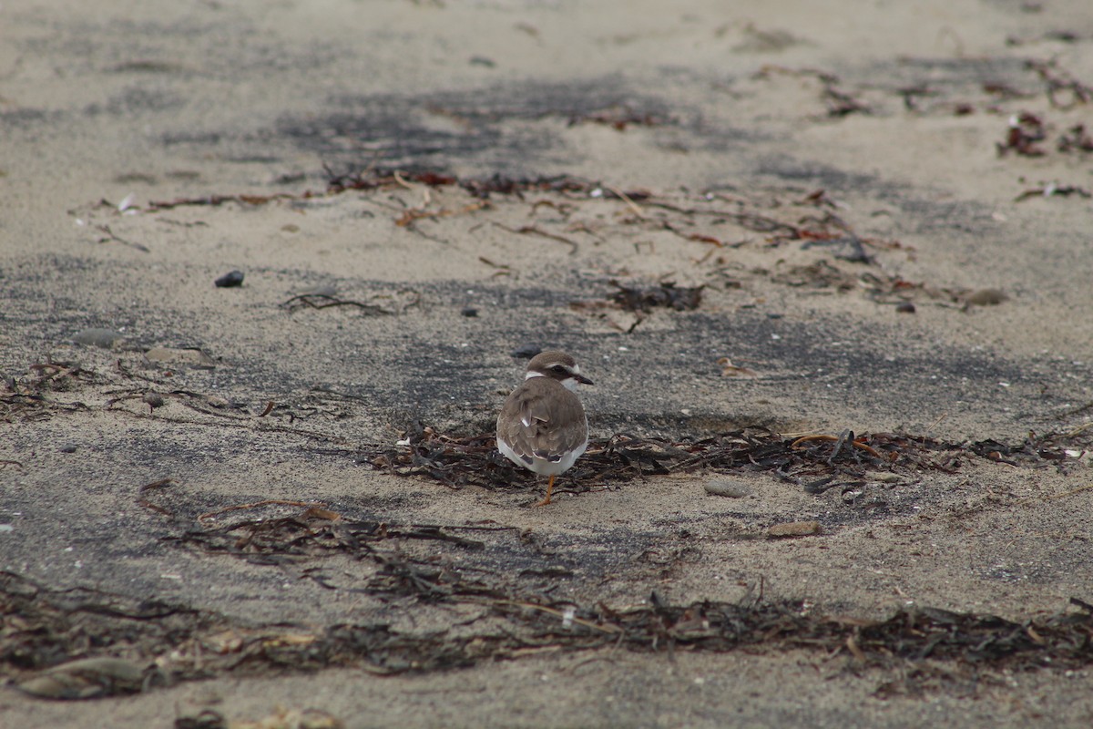 Semipalmated Plover - ML613093938