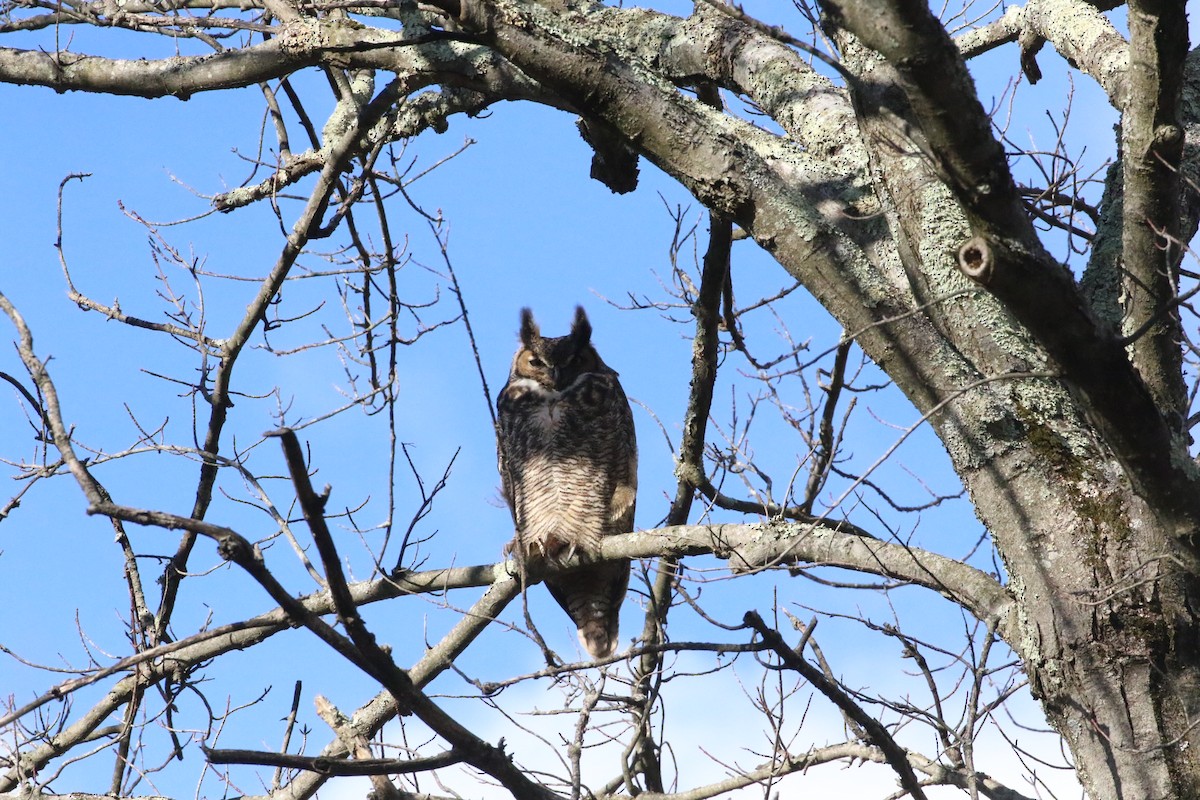 Great Horned Owl - ML613094186