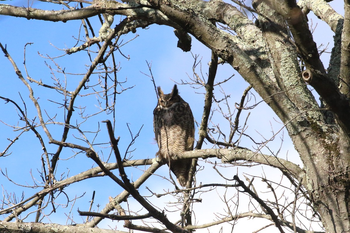 Great Horned Owl - ML613094187
