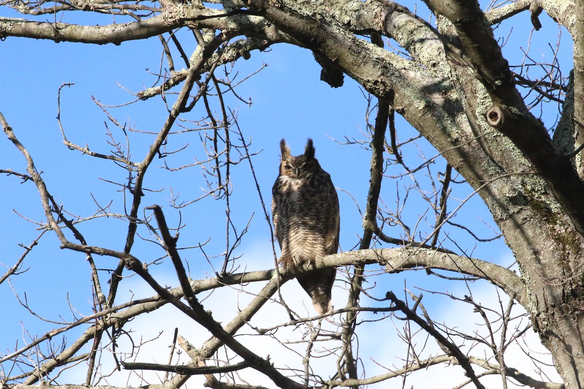 Great Horned Owl - ML613094189
