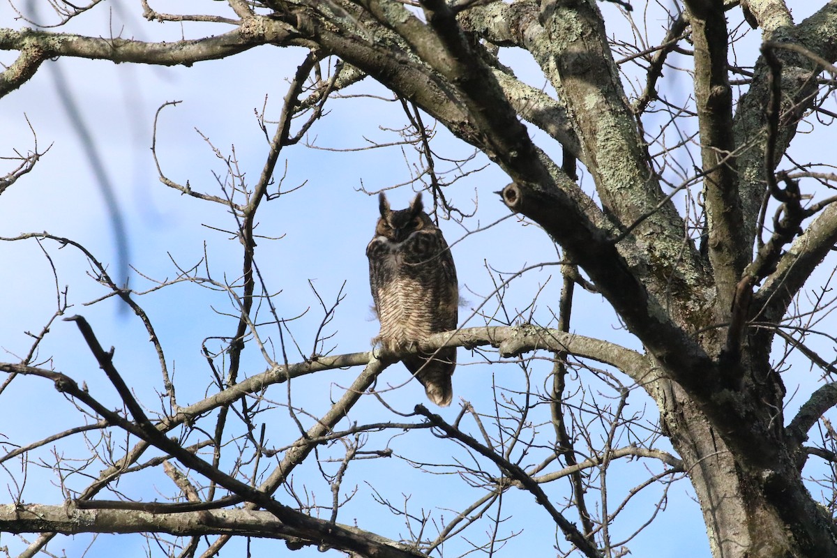 Great Horned Owl - ML613094306