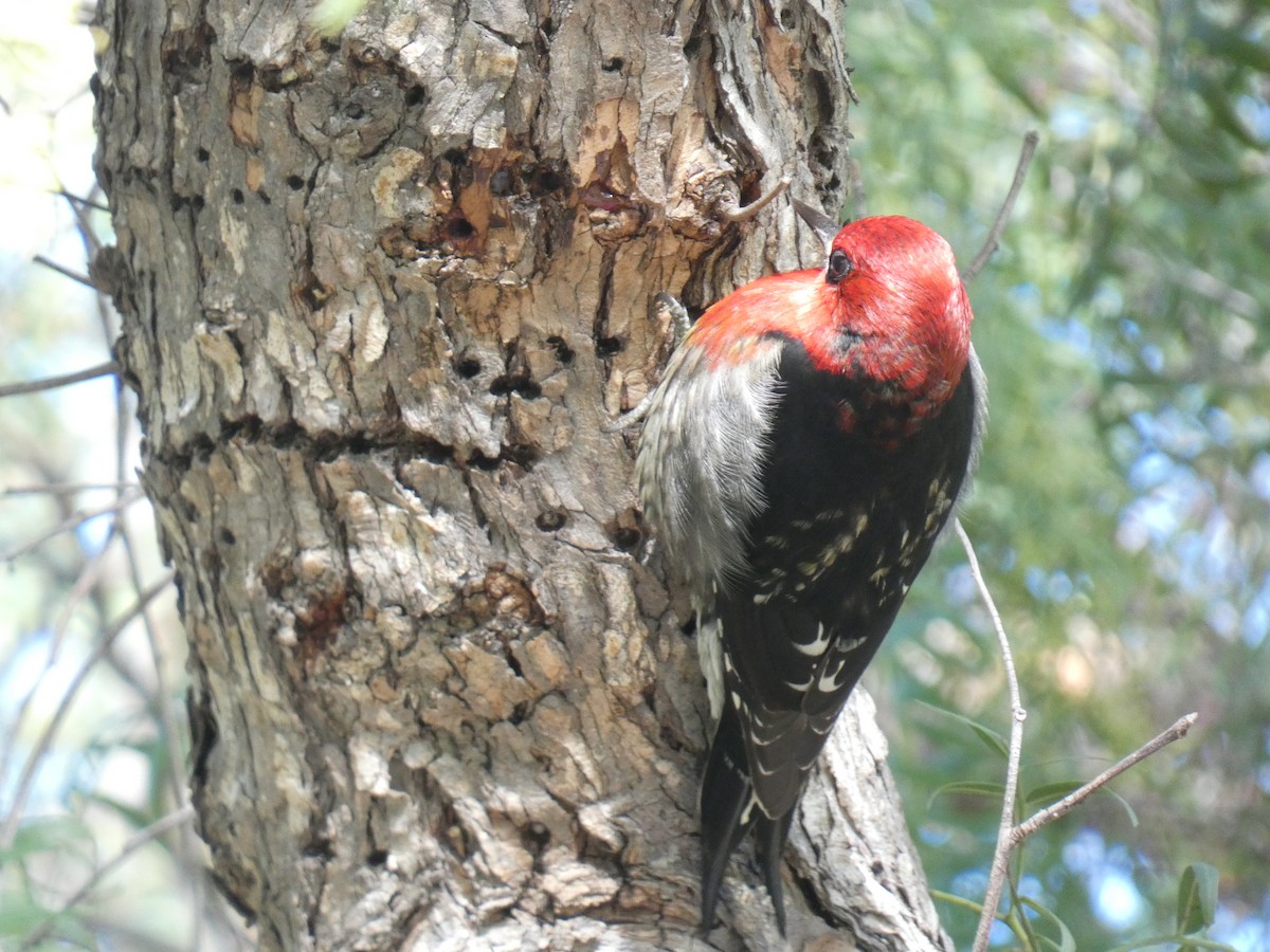 Red-breasted Sapsucker (ruber) - ML613094363