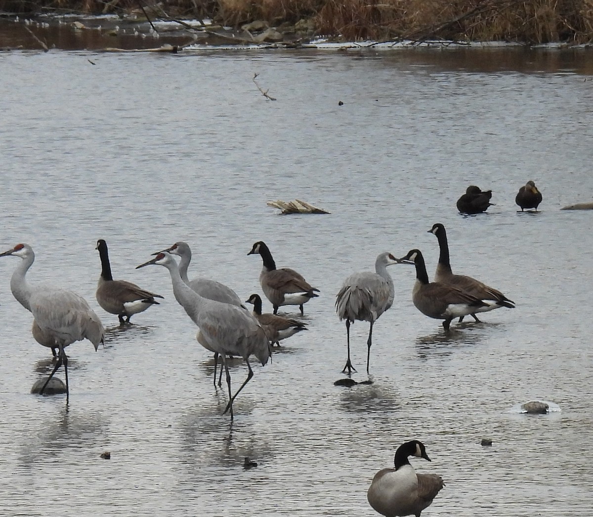 Wisconsin EBird Checklist 4 Jan 2024 Hwy 67 Mullet River 7 Species   1200