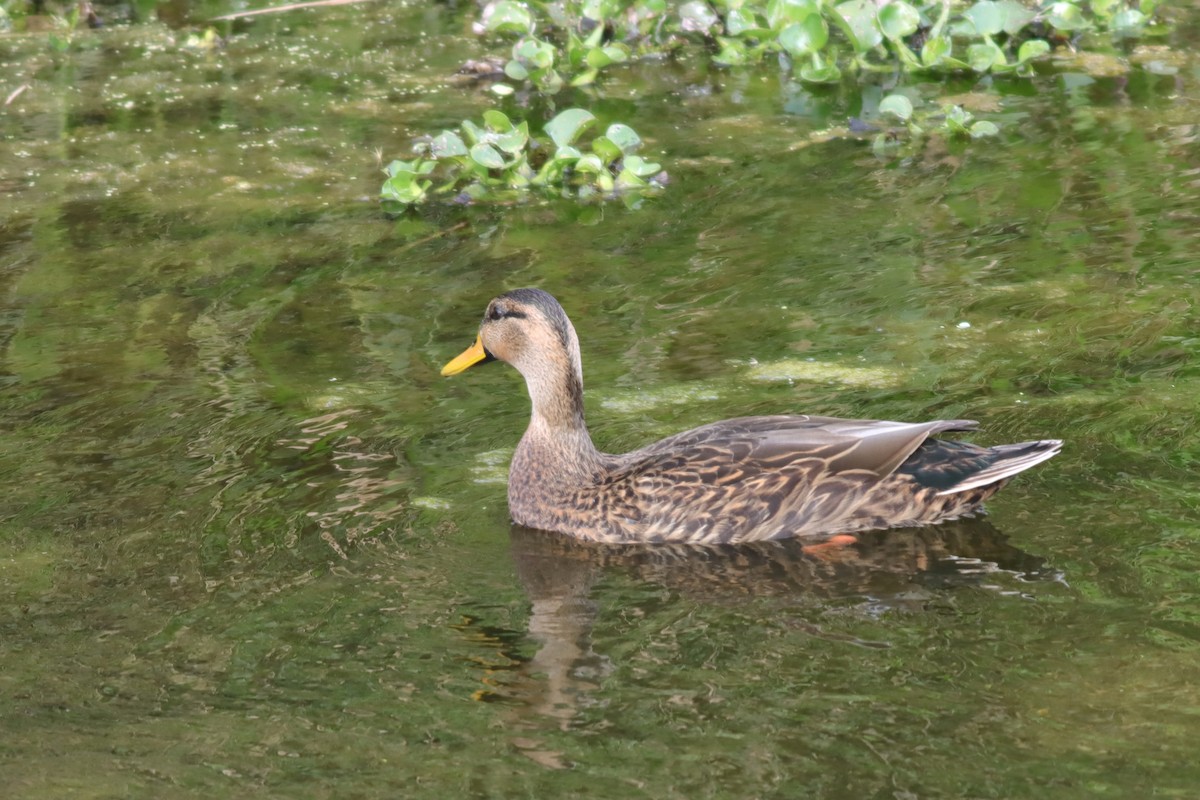 eBird Checklist 4 Jan 2024 The Celery Fields 62 species (+1 other