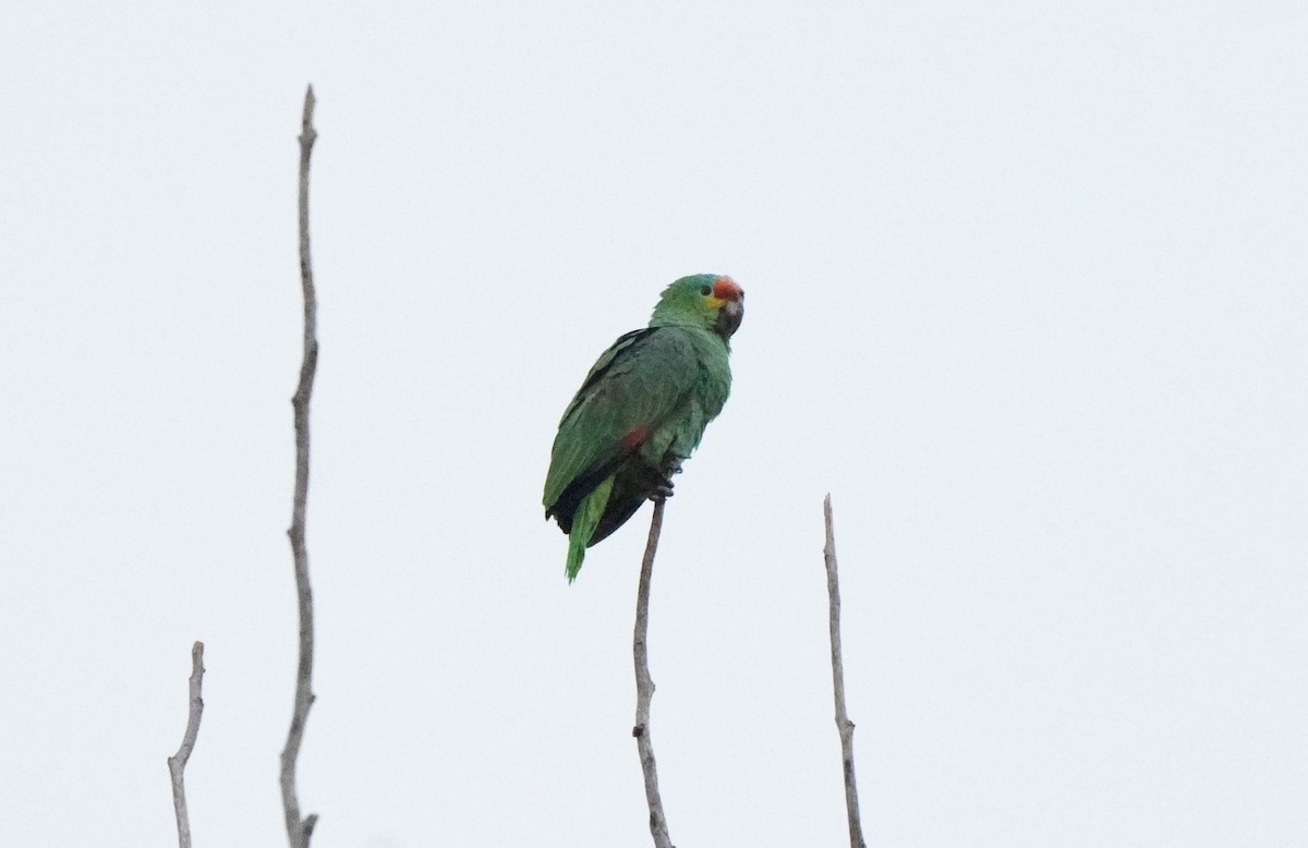Red-lored Parrot - ML613094935