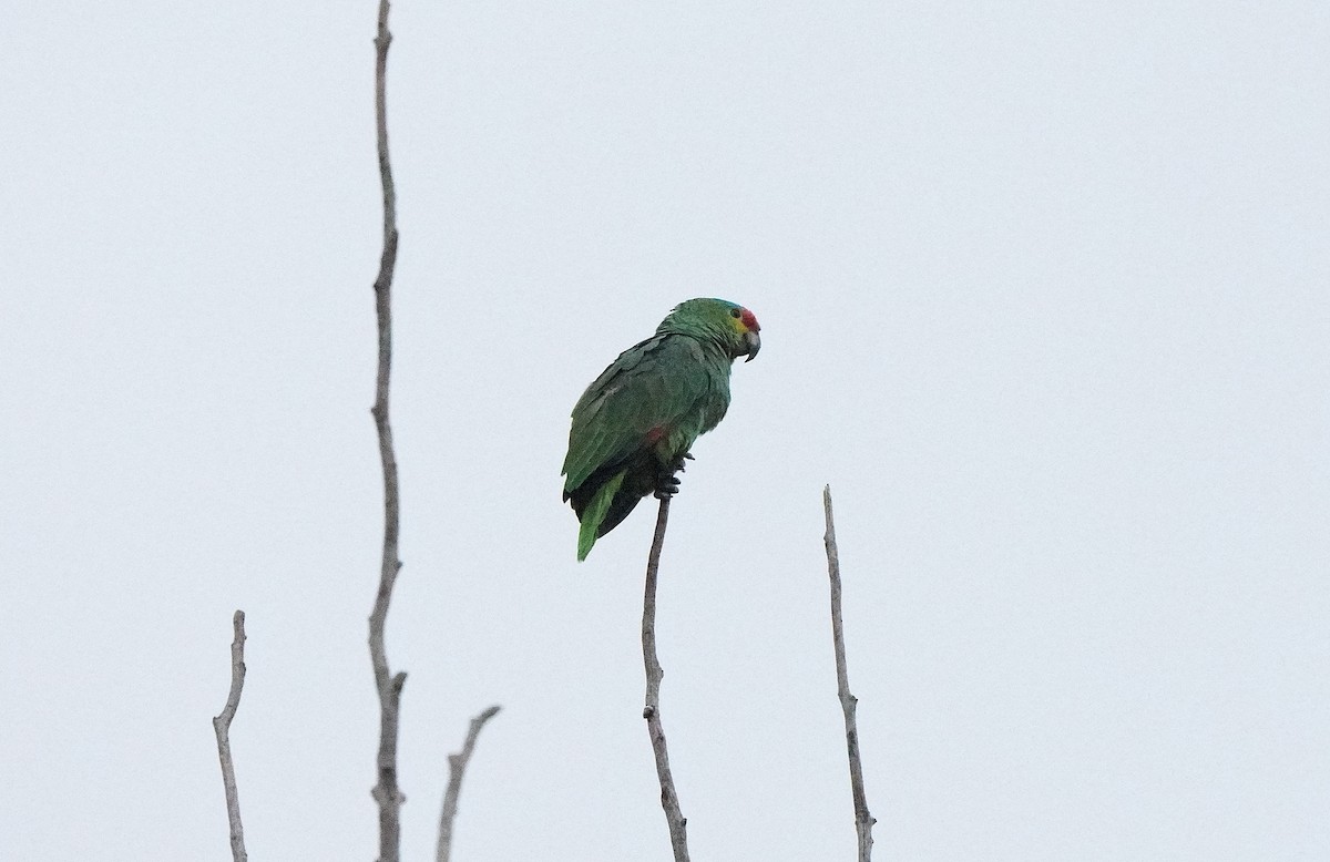 Red-lored Parrot - ML613094937