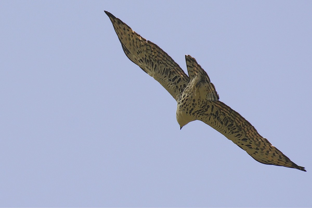 Ayres's Hawk-Eagle - Susan Lessner